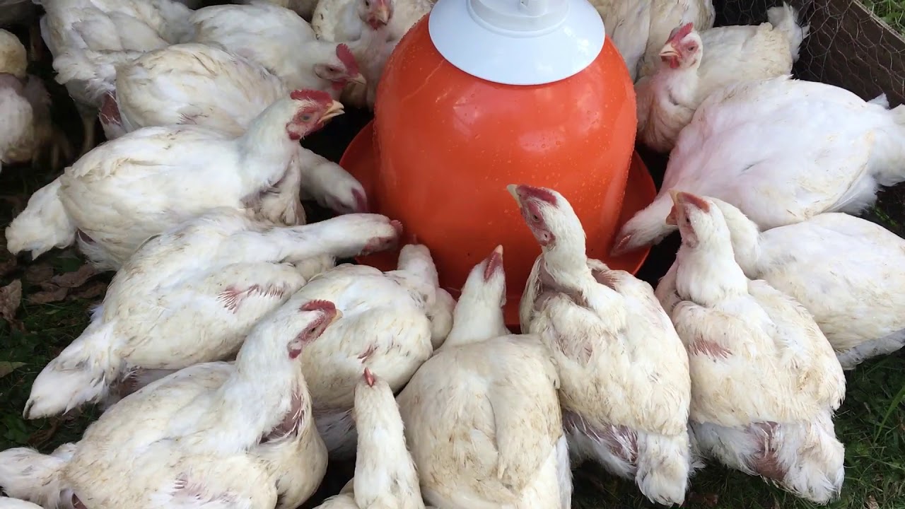 Meat Chicken Update and BELL WATERER Set Up