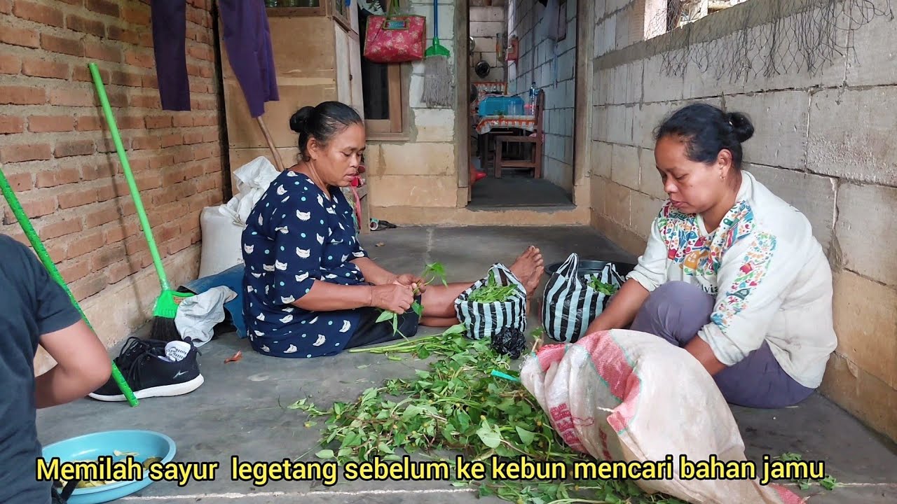Mencari rempah Polo Wijo di Kebun,Jumpa Ibu-Ibu Desa yang Mengumpulkan Daun Cengkeh untuk Dijual!