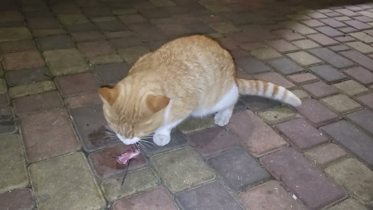 Драмматическая история Психуши и Люсьена. Dramatic story of a cat named Psycho and her son Lucien