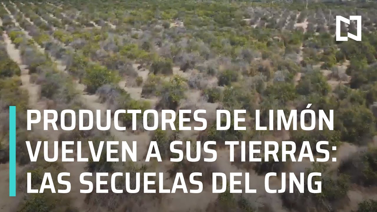 Productores de limón desplazados por la violencia, regresan a sus huertos a El Aguaje - En Punto