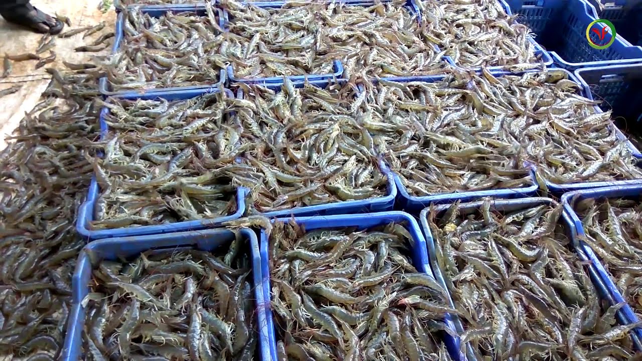 Shrimp catching videos | Shrimp ponds | Shrimp harvesting and catching