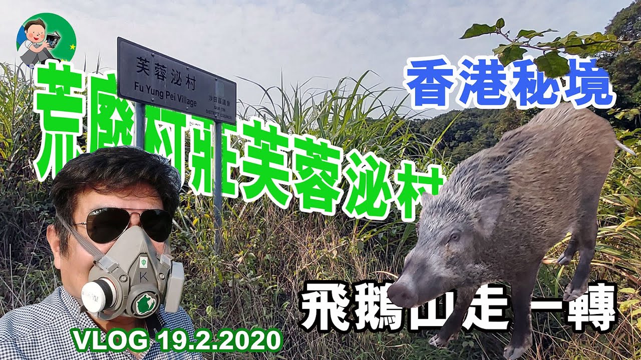 好多山豬 | 秘境 | 廢置村莊 | 芙蓉泌村 | 飛鵝山 | 走一轉 | 野豬 | VLOG | 19.02.2020 | 香港風光 | Mavic Mini | Mavic Pro