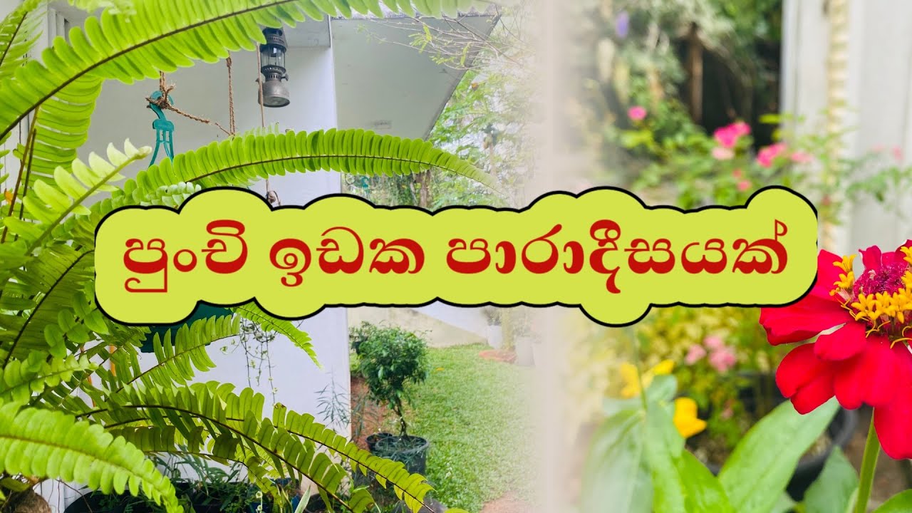 පොඩි ඉඩක ලස්සන මල් සහ එළවළු වත්තක් හදමු 🏡 | Small Space Home & Vegetable Gardening Tips 🪴✨ Sri Lanka
