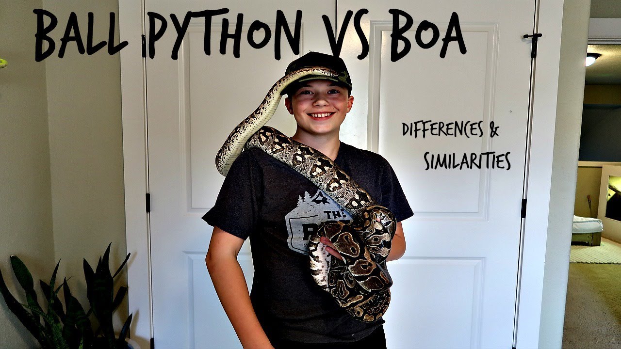 Ball python vs dumeril's boa