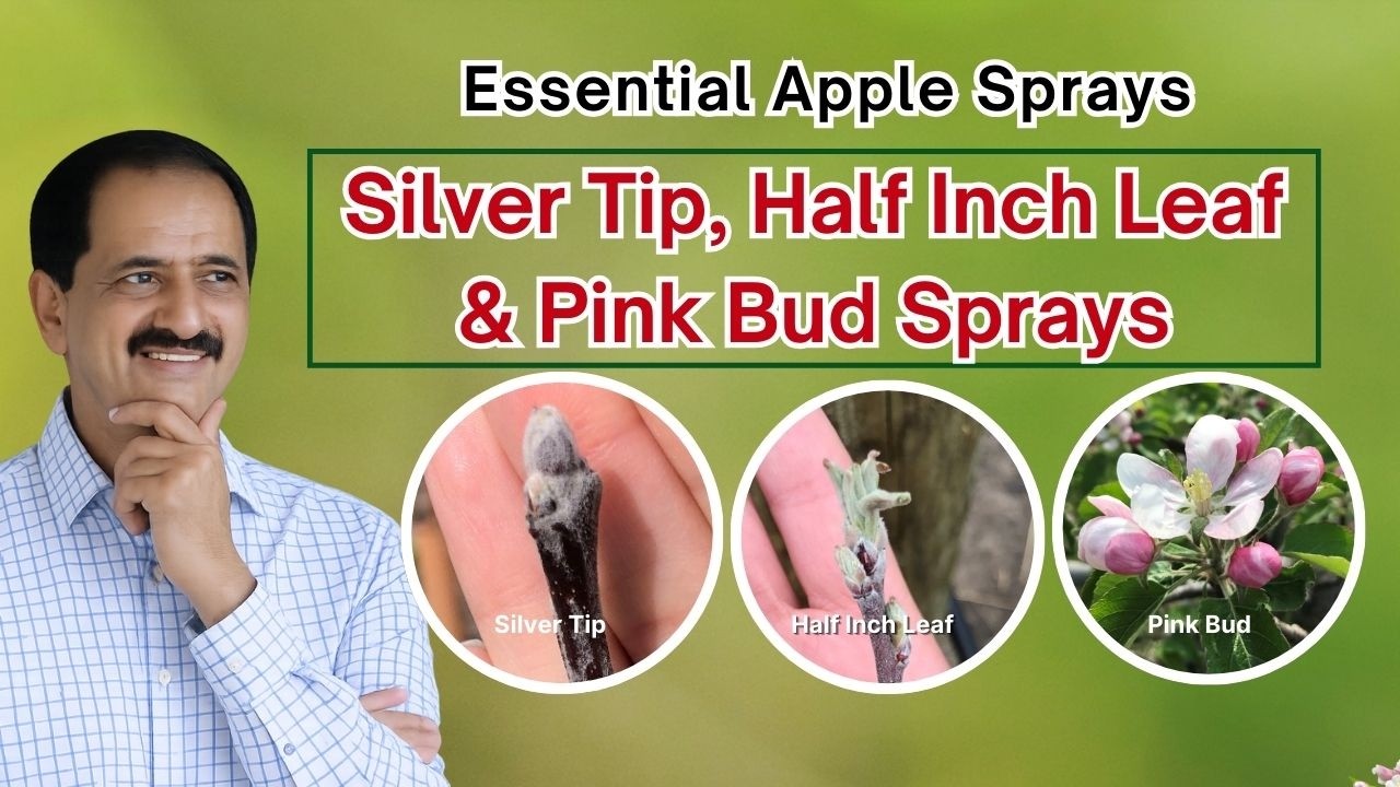Essential Apple Sprays | Silver Tip, Half Inch Leaf & Pink Bud Stage