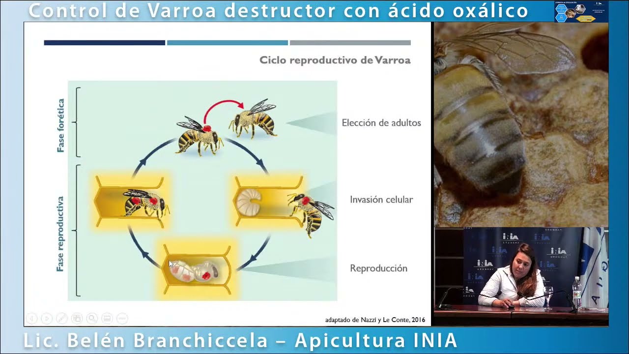 Control de Varroa destructor con ácido oxálico