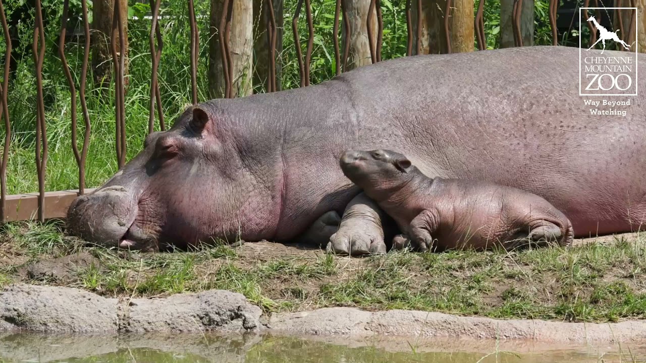 Baby Hippo Explores and Naps With Mom, Zambezi