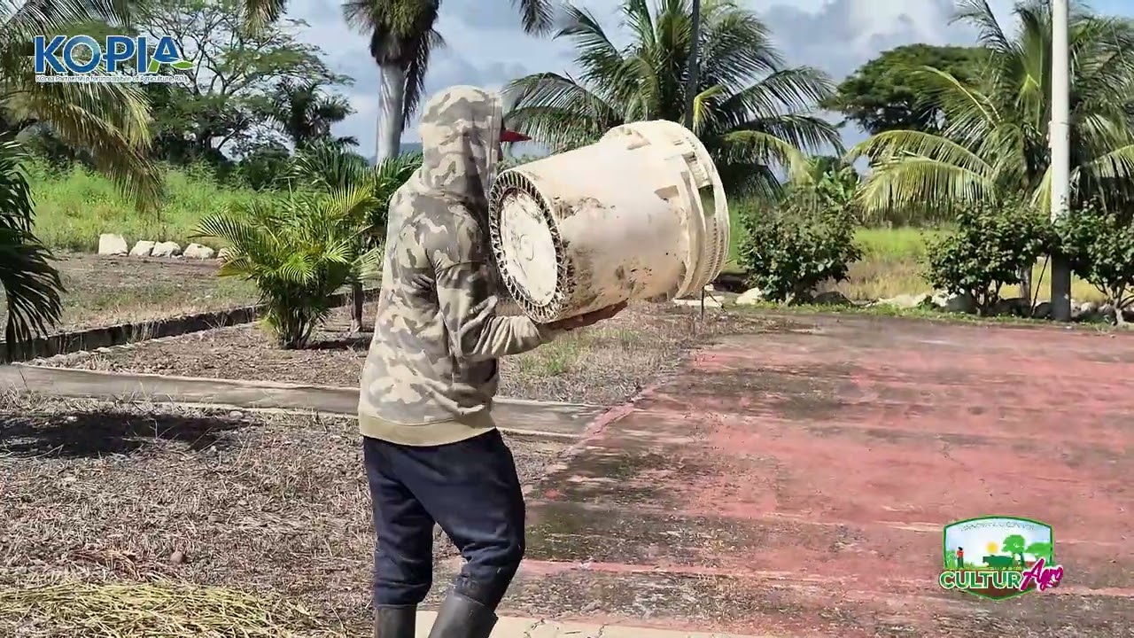 Cosecha de l&iacute;nea promisoria de arroz #culturagrotv #intarecomienda