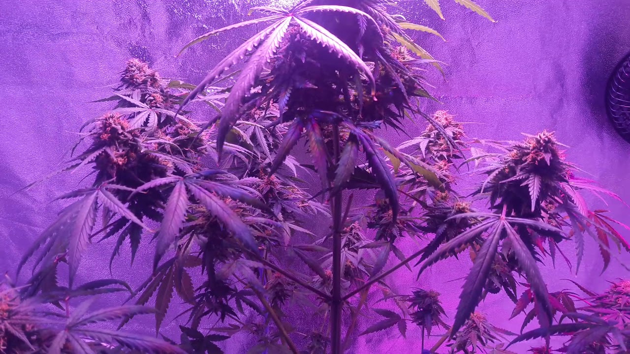 Ep #31 Fast Buds Girl Scout Cookies Auto (Day 76 From Seed)