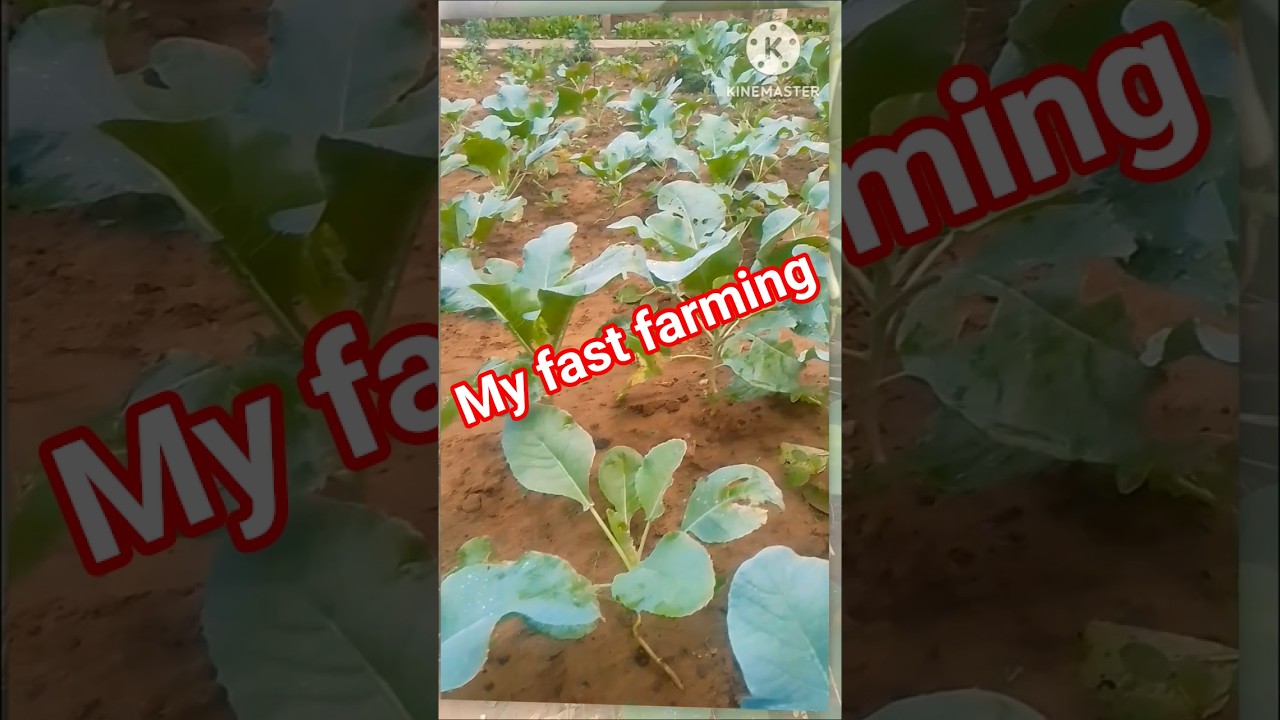 fast year fast harvest/ pointed gourd farming/