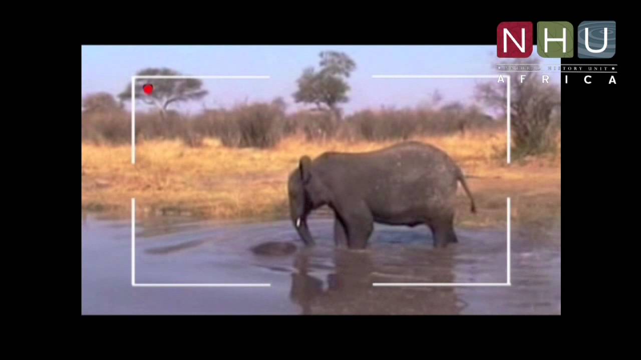 All the Presidents Elephants Trailer