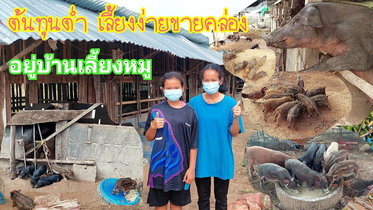 สุดยอดการเลี้ยงหมูดำหมูป่าให้ประสบความสำเร็จแบบต้นทุนต่ำ โทร.0911235592