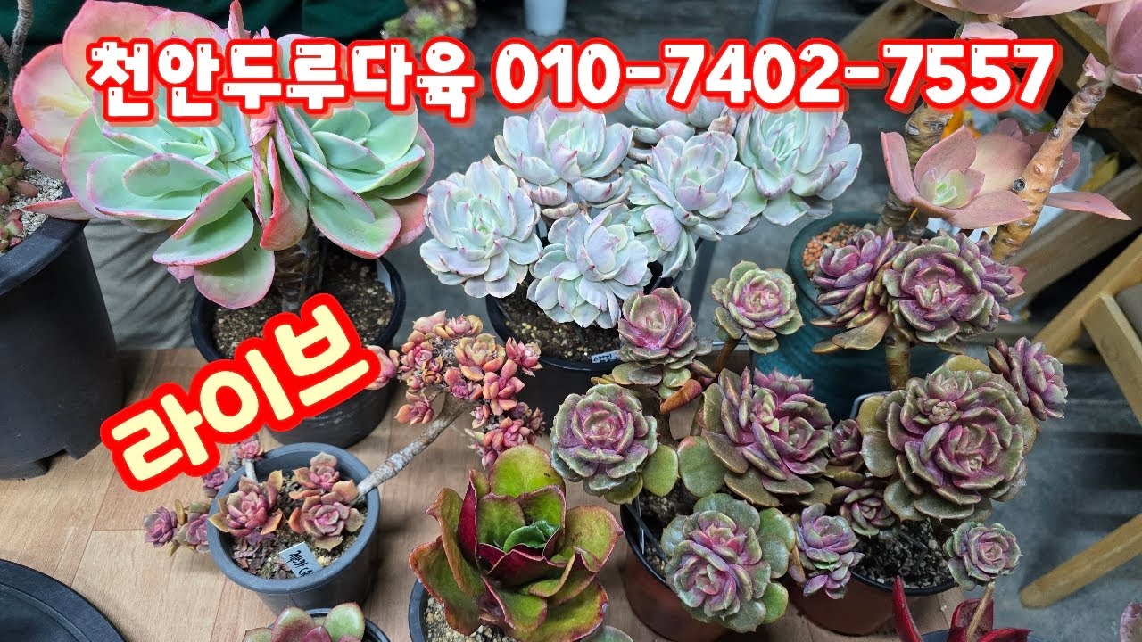 💥[2월 28일 라이브]천안두루다육 010-7402-7557(카드가능) 묵은둥이 국민이&에오니옴~♡