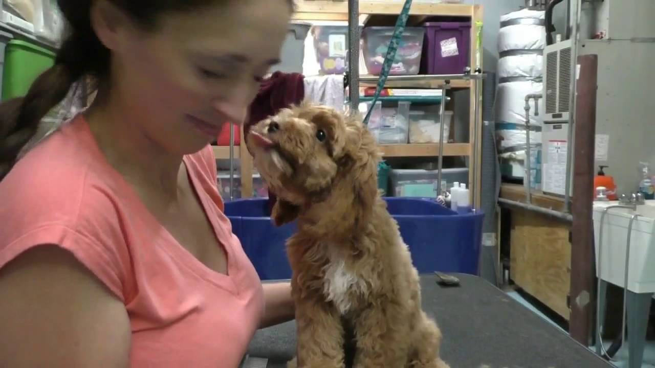 How to groom the body and trunk of a dog at home!