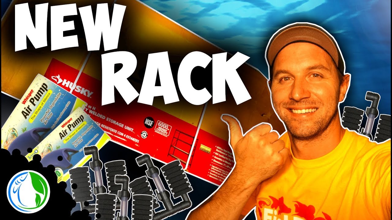 AQUARIUM RACK BUILD + FISH ROOM TOUR - HUSKY SHELVING UNIT REVIEW - RACK BUILD VLOG #1