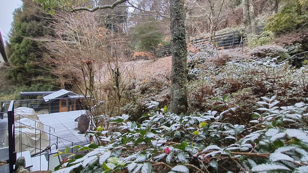 箱根　旅館　蔵樹　箱根神社の神域　通勤中に聞くだけで1日が幸せに満ちる　2026/02/17　箱根蔵樹から風景と自然のBGM