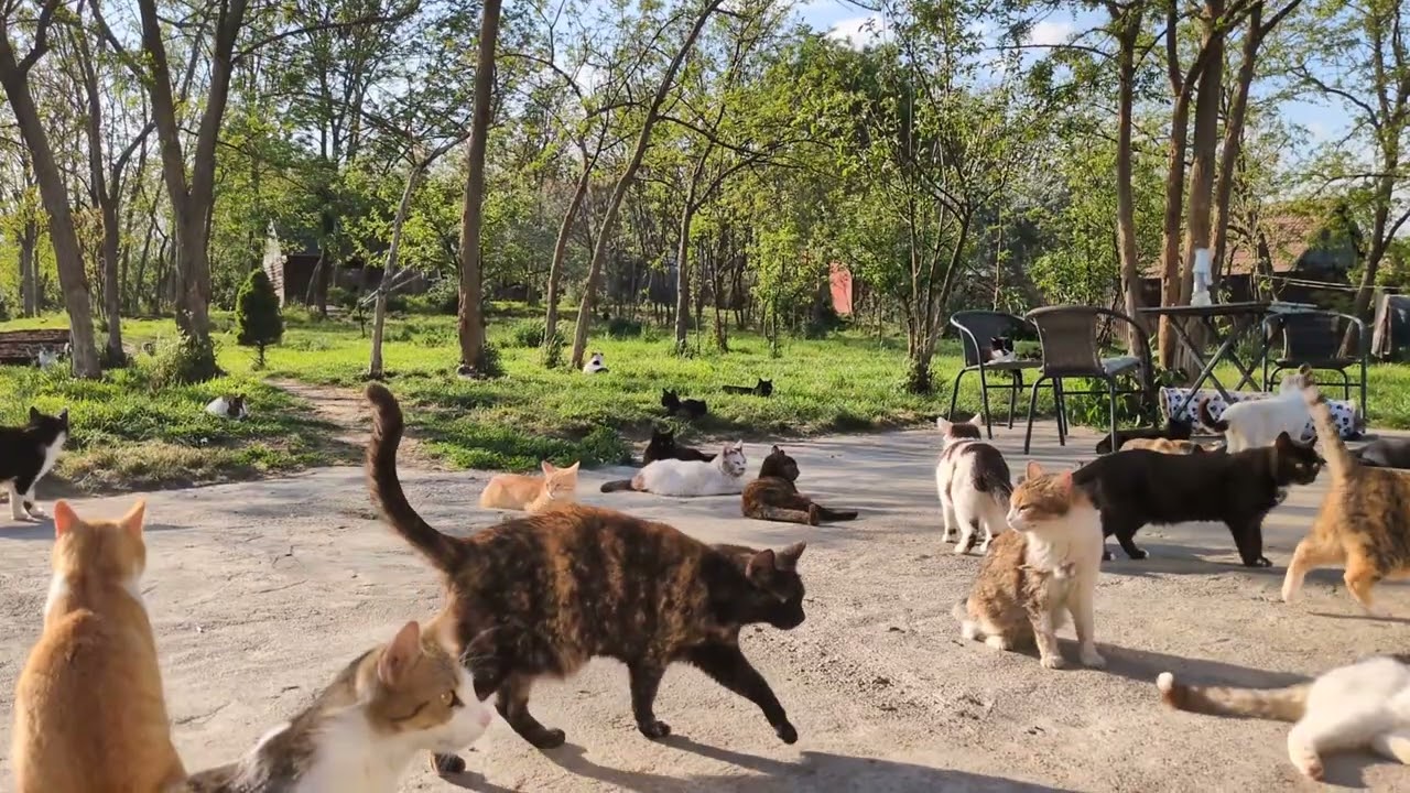 The happiest cat sanctuary
