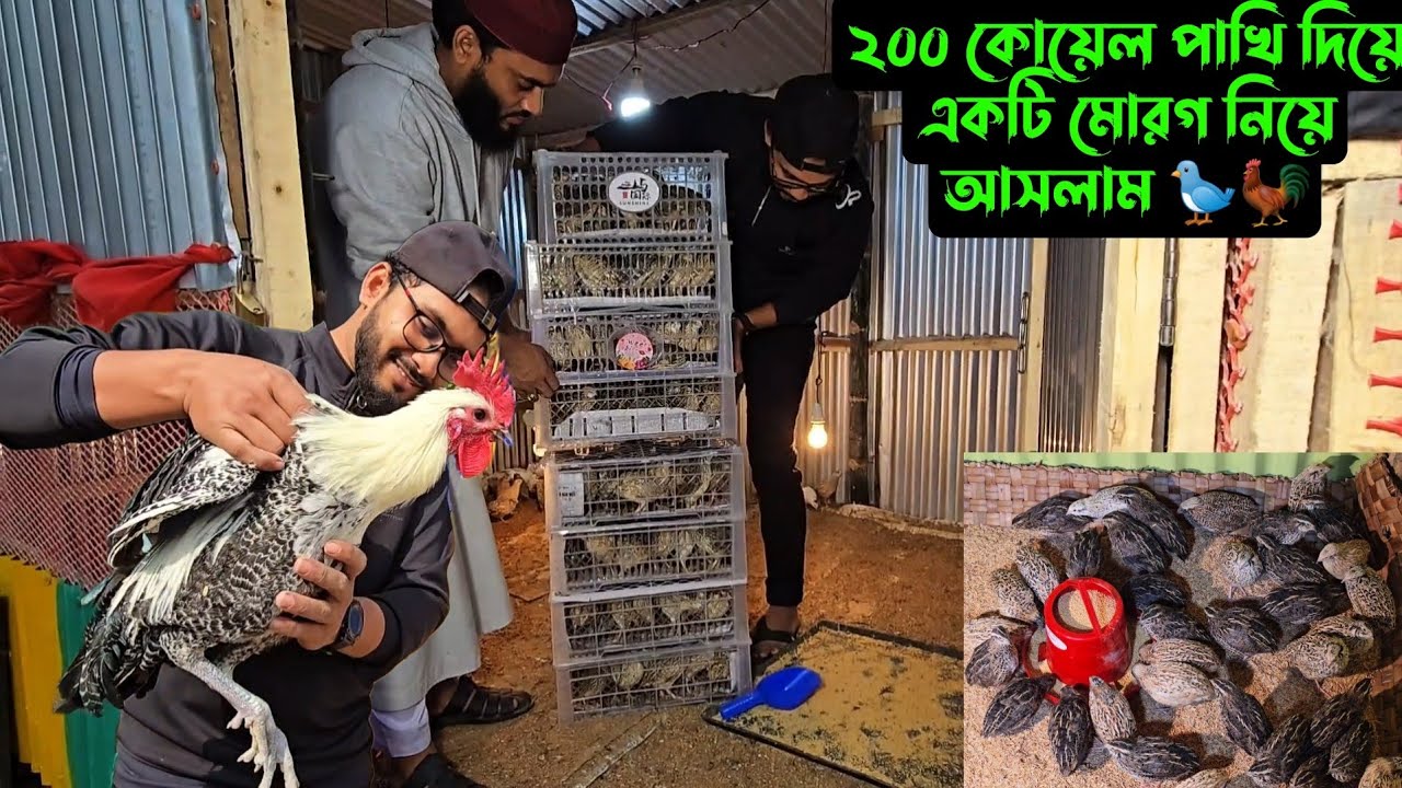 ২০০ কোয়েল পাখি দিয়ে একটি মোরগ নিয়ে আসলাম 🐦🐓