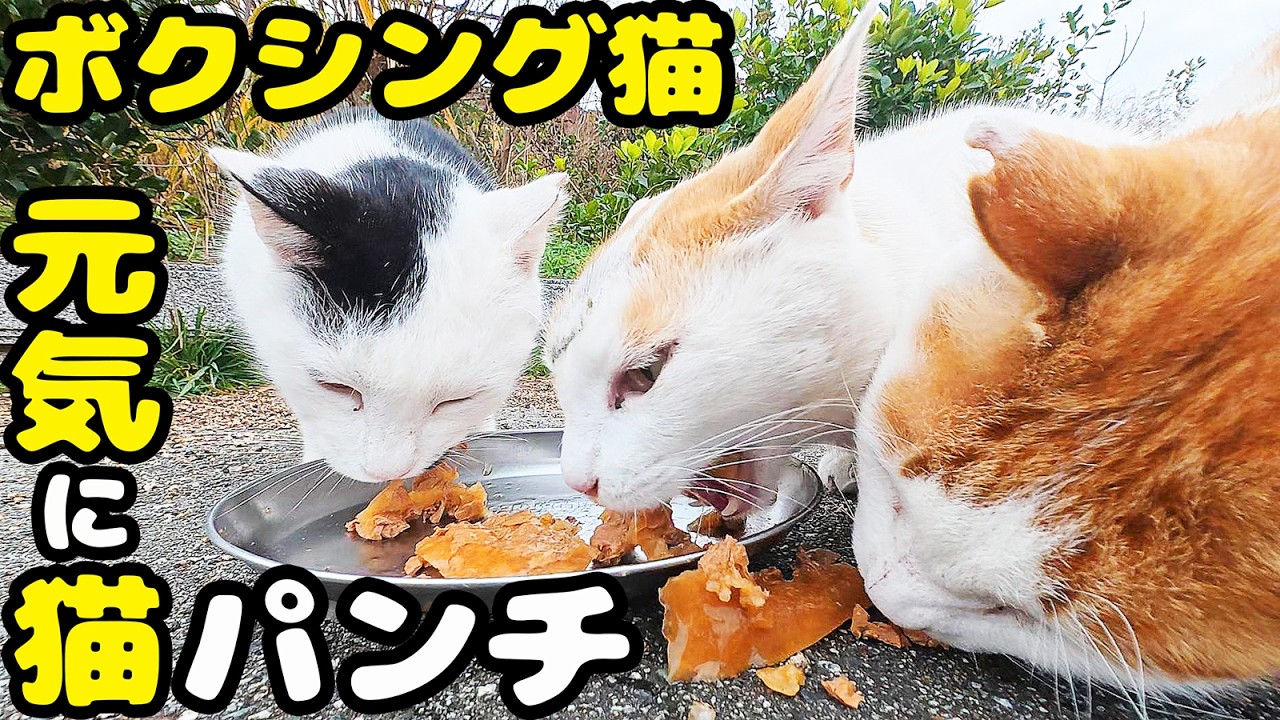 猫パンチを連打する猫にご飯をあげると・・・ さくらねこへのエサやり【視聴だけでも猫を助けることになります】支援者様 視聴者様 猫たちに神のご加護を！野良猫 感動猫動画 食事中はにこねこまるけ 猫の日