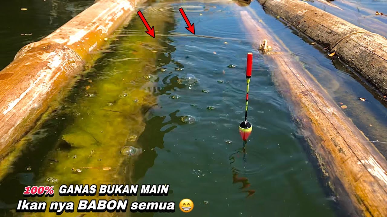 GANAS BUKAN MAIN IKAN LOHAN NYA BABON  SEMUA || mancing ikan red devil