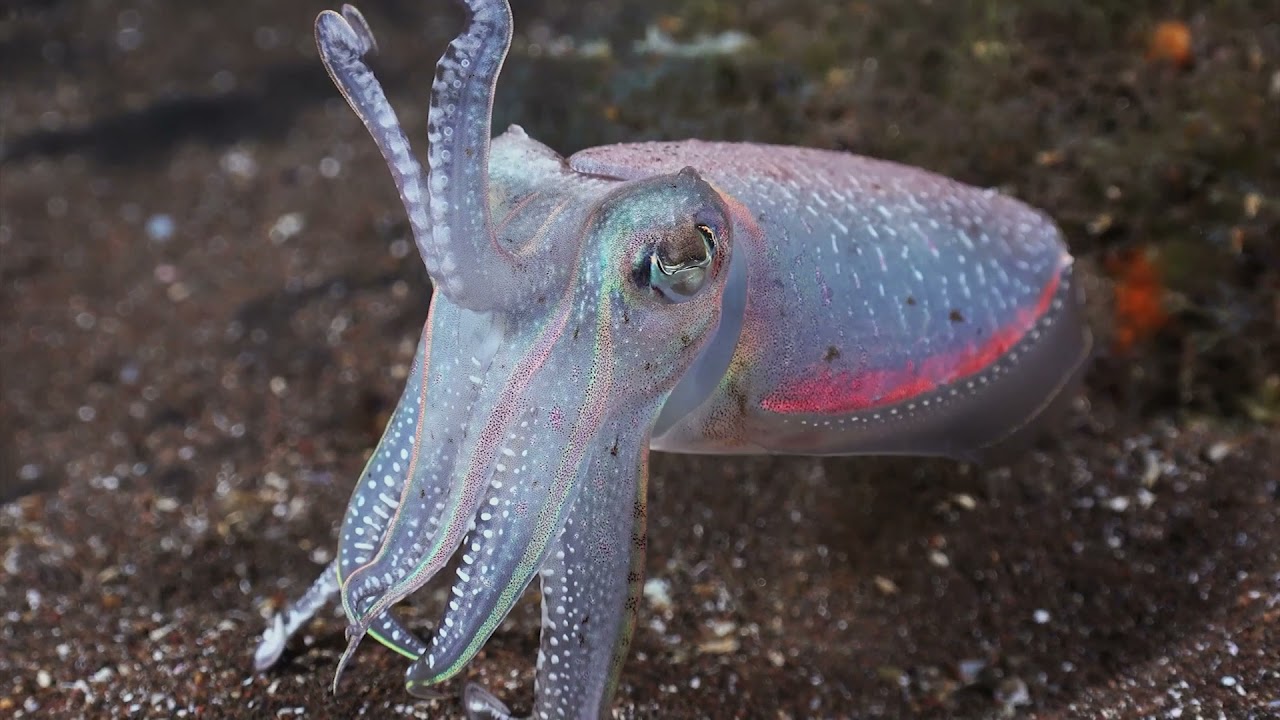 CANARIAS BAJO EL MAR ( Brothers Underwater Films )