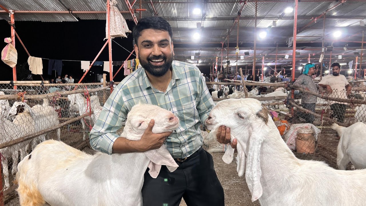 Surat Bharat Nagar Bakara Mandi 2025ki ek jhalak!🐐🌙