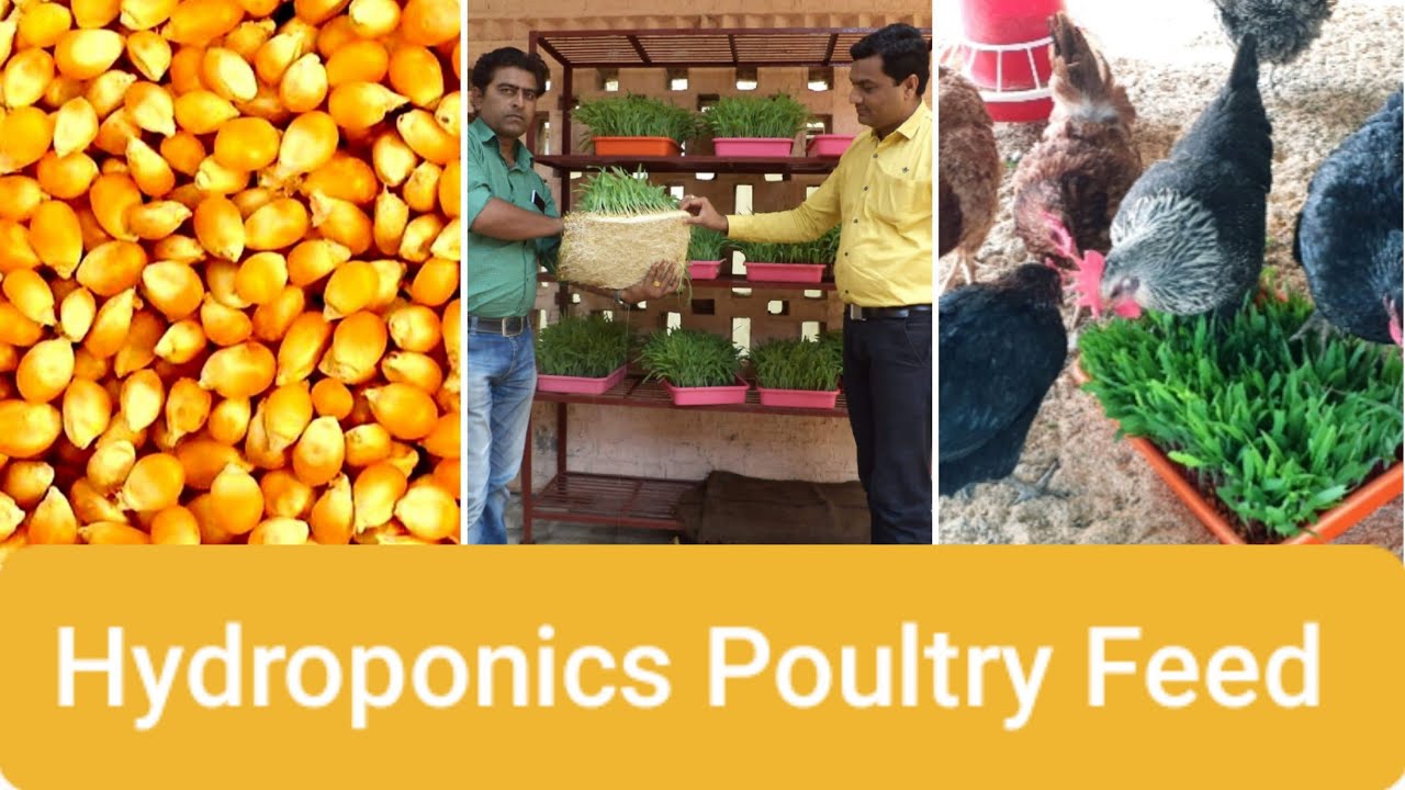 Hydroponic Feed for Desi Poultry
