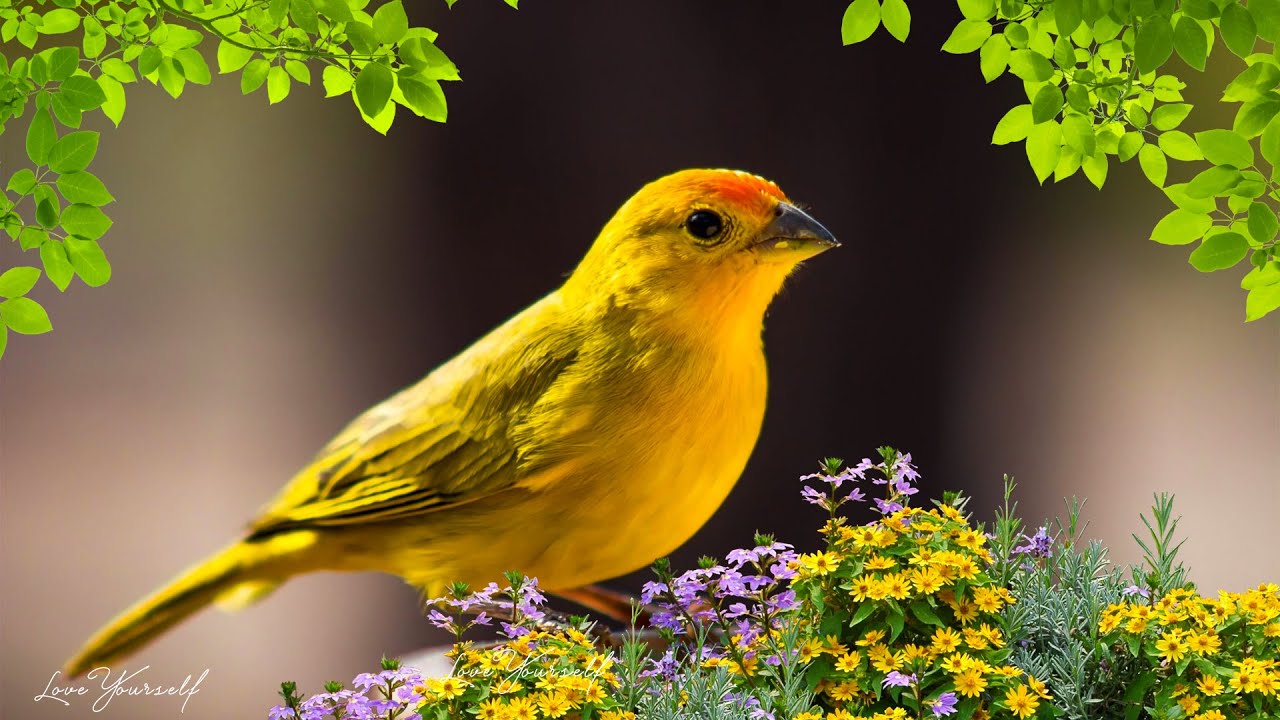 Успокаивающая музыка для нервов 🌿 лечебная музыка для сердца и сосудов, релакс, музыка для души #289