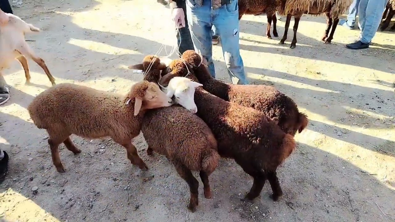 19.05.2024. MAŞTAĞA. QOYUN. KEÇİ. BAZARI 🐑🐐.     🇦🇿