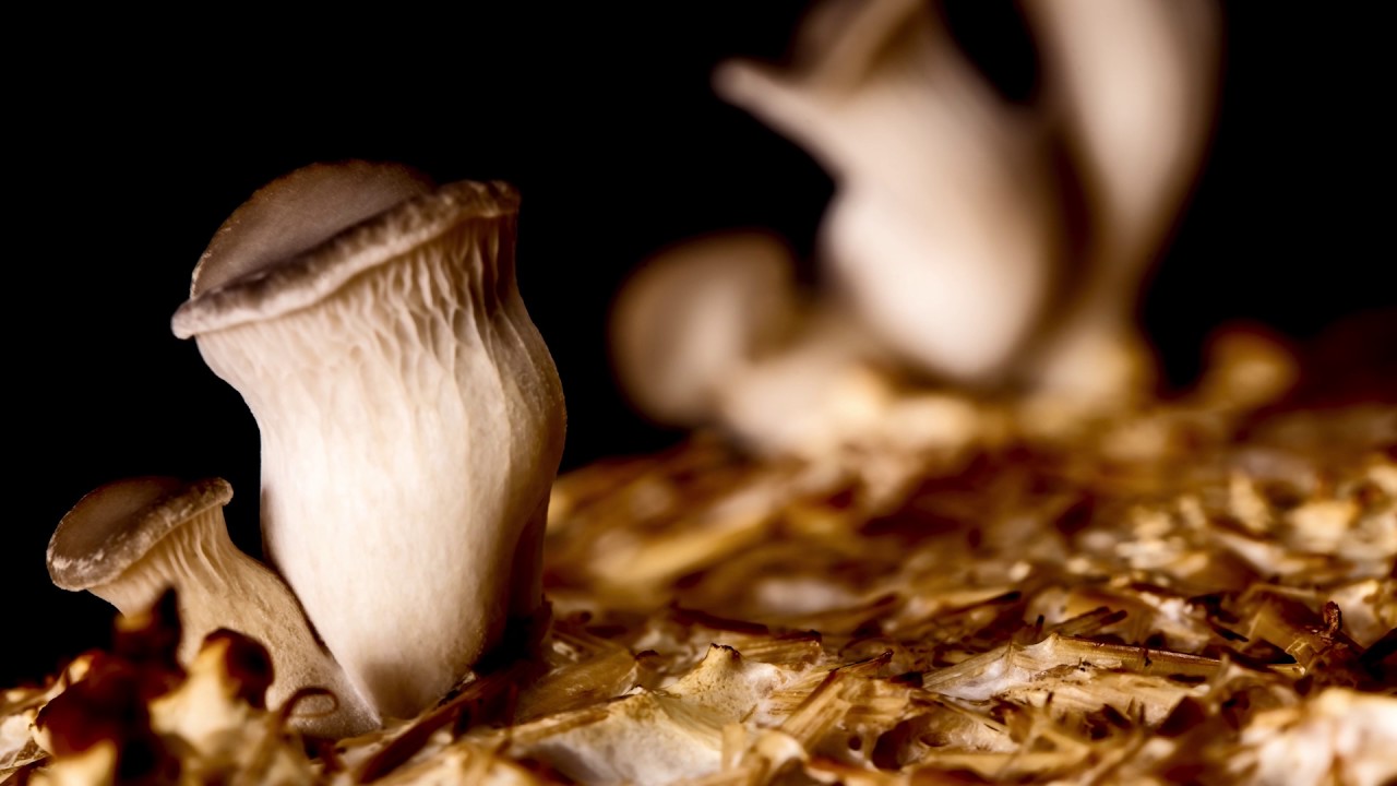 Grow Wild UK Native Fungi Timelapse