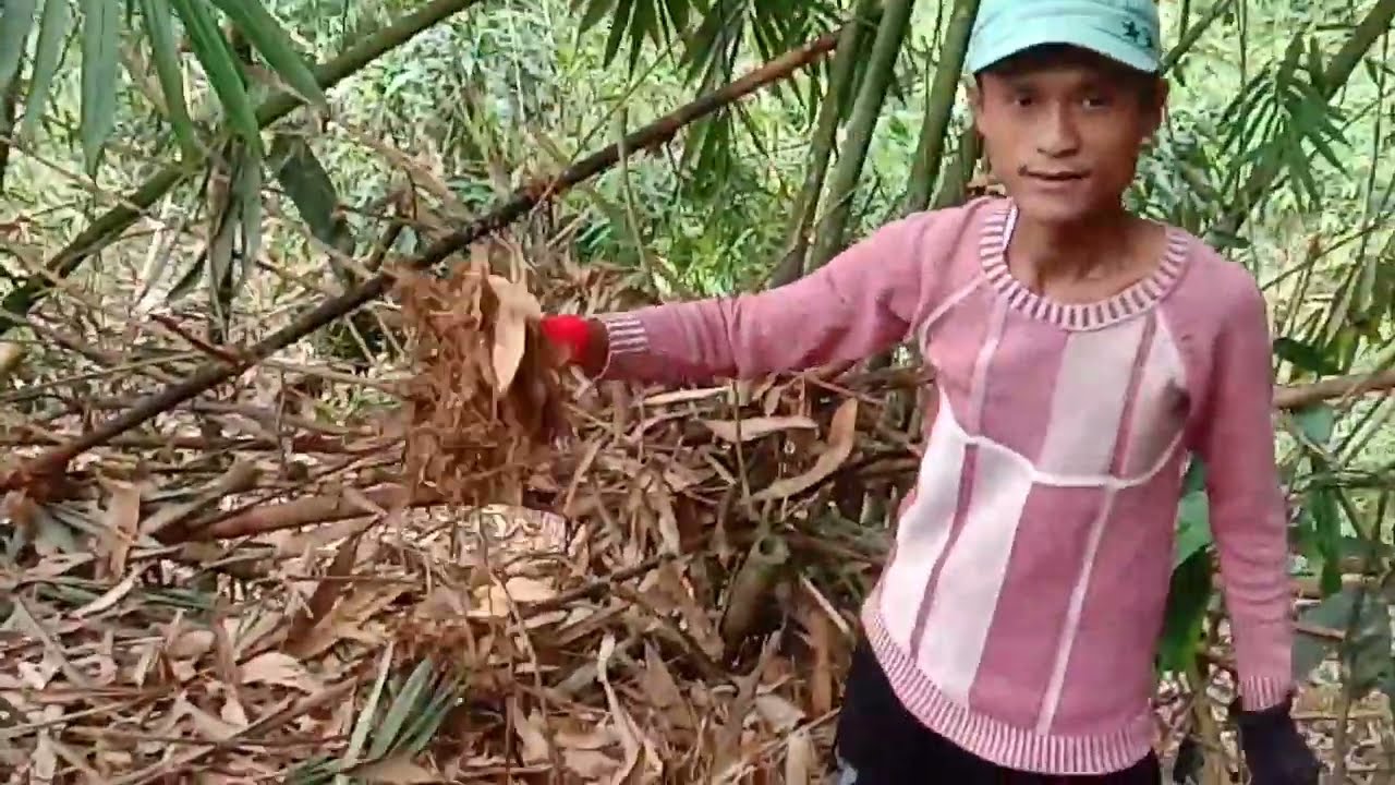 humus akar bambu subur dan berkualias yang sedang di buru para petani #anggur