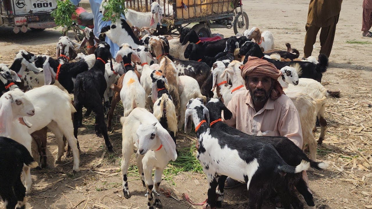 19 March 2026 Dehat ki Bakra Mandi Pakistan عید سے پہلے ریٹ گر گئے Bakra lein 8 hzar se 15 hzar 🙆‍♂️