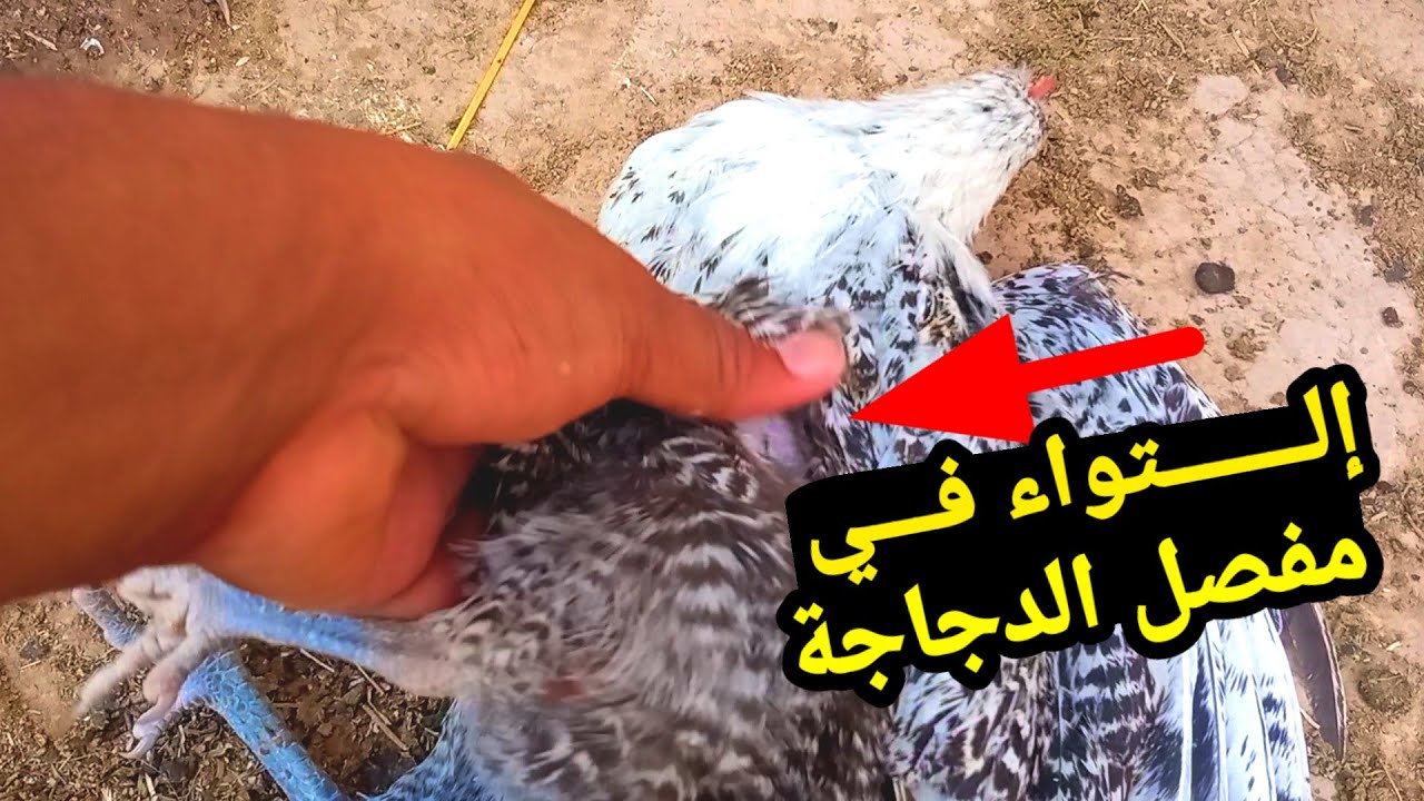 طريقة علاج شلل رجل الدجاج | الدجاجة ليست قادرة على الوقوف على رجلها