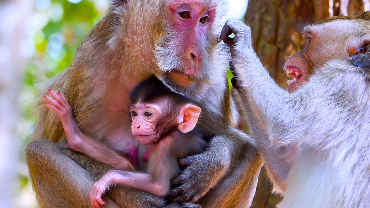 Mother Carries Newborn Through High Canopy To Evade Ground Predators