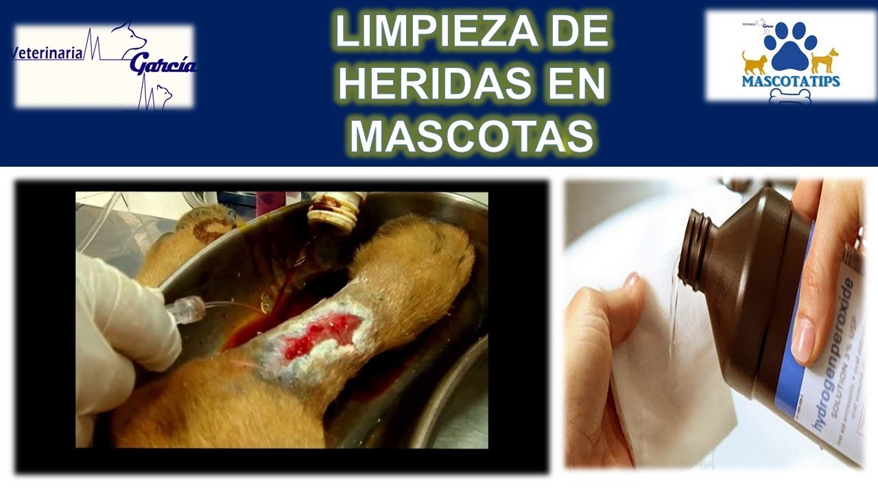COMO HACER UNA BUENA CURACION EN HERIDAS EN MASCOTAS?