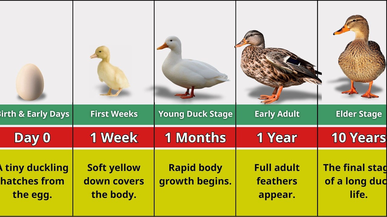 Average Duck Transformation From 0 to 10 Years Ol
