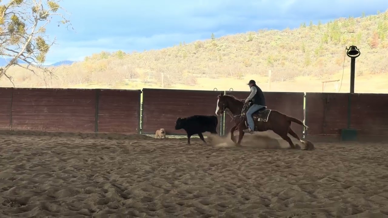 2022 STS gelding “Ross”