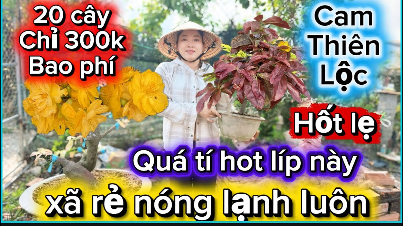 16-4-2026☎️0385864865📲mai giống gi&aacute; rẻ h&ocirc;m x&atilde; rẻ chấn động lu&ocirc;n c&agrave;ng ngay c&agrave;ng rẻ 