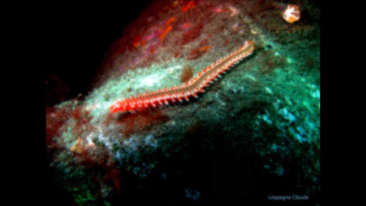 Gran Canaria Diving 2011 HD Part  GoPro