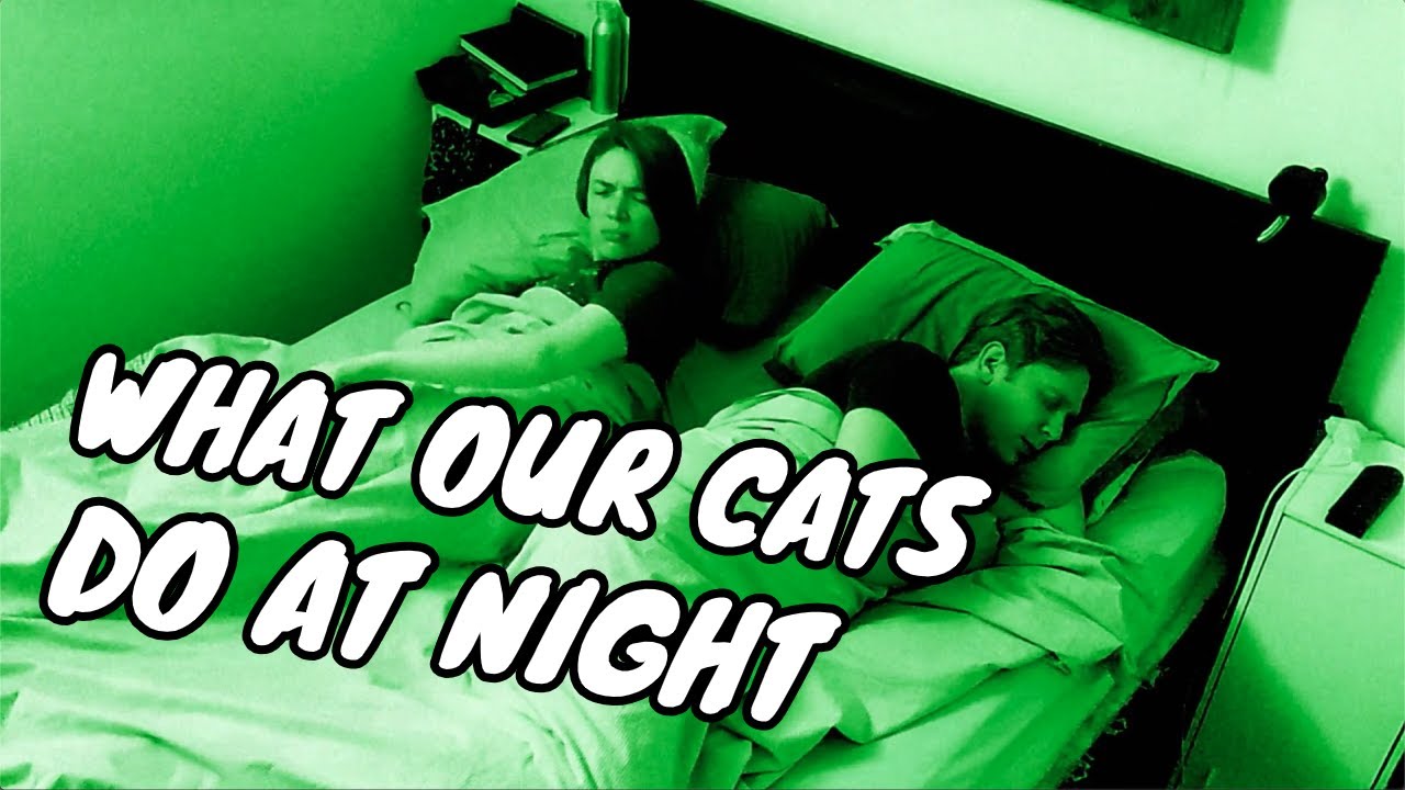 WHAT MY CATS DO AT NIGHT | What our pets do at night, scary cats at night camera | THINGS WITH CATS