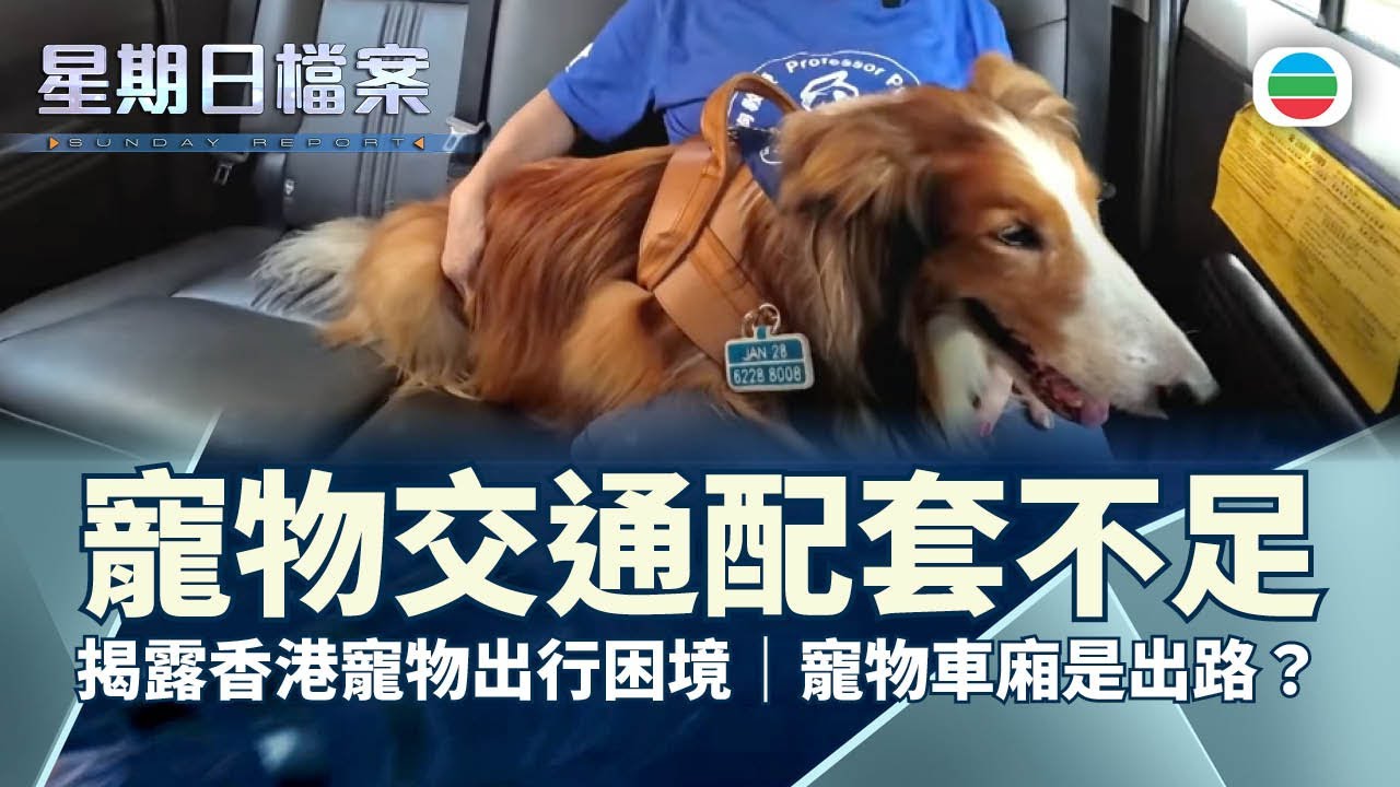 星期日檔案｜寵主分享毛孩出行障礙：揭露香港寵物交通配套困境　寵物車廂是出路？(繁／簡字幕) ｜無綫新聞 TVB News