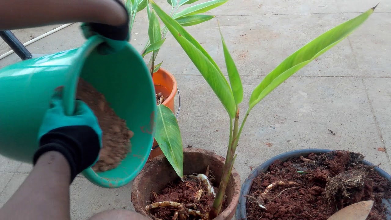 How to easily propagate Heliconia Psittacorum by division