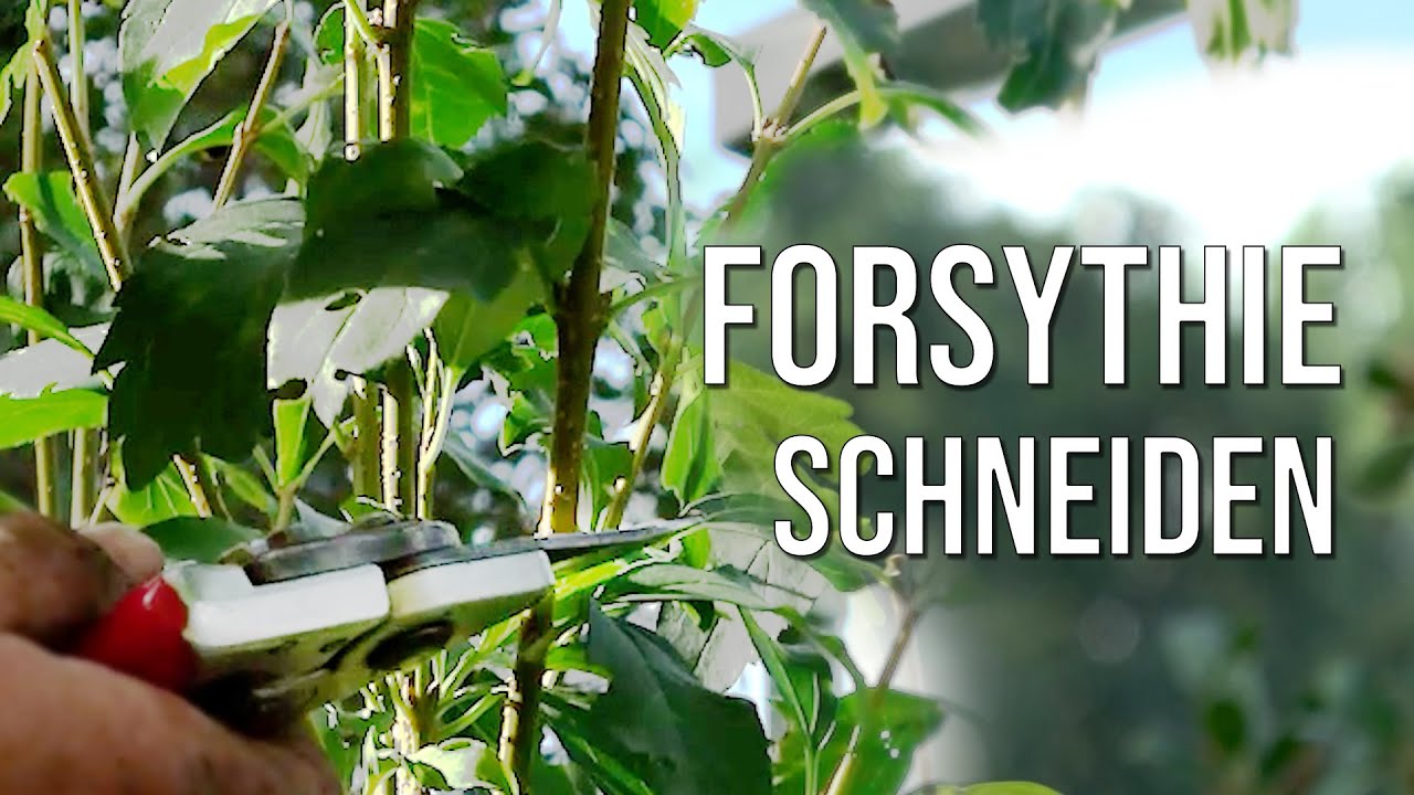 Forsythie schneiden