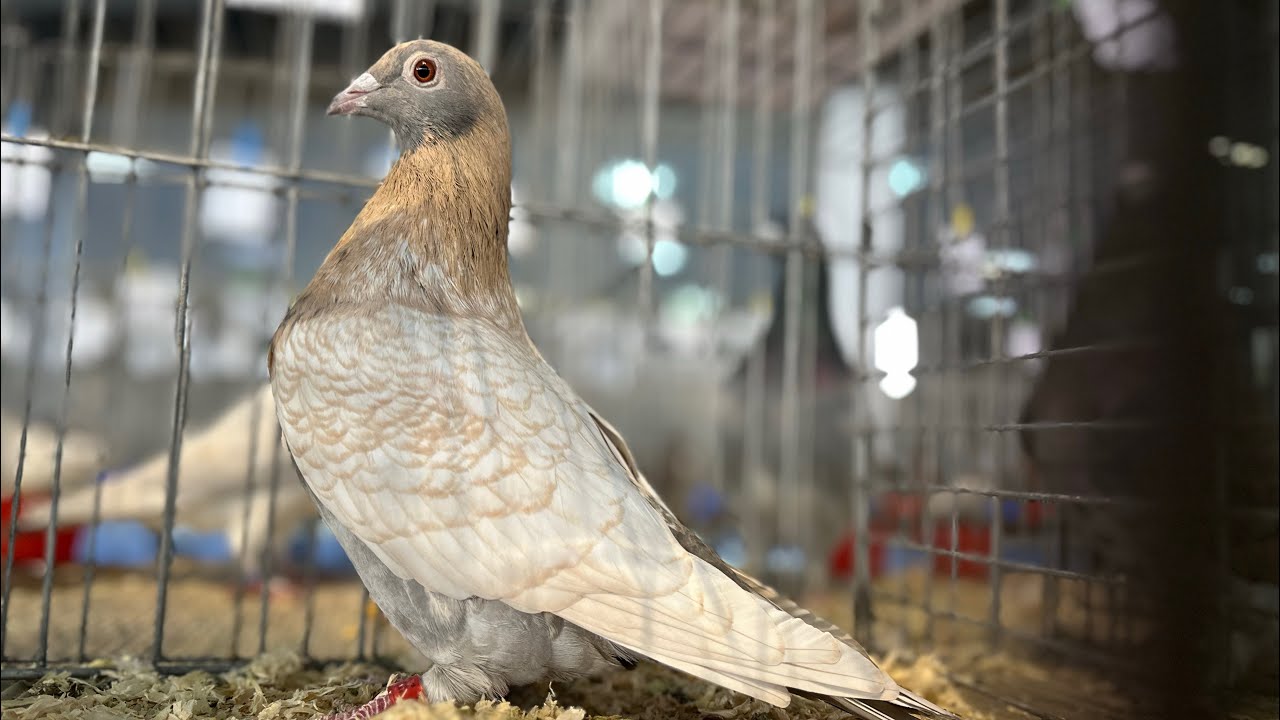 Am vizitat expoziția națională de păsări și animale mici din București!
