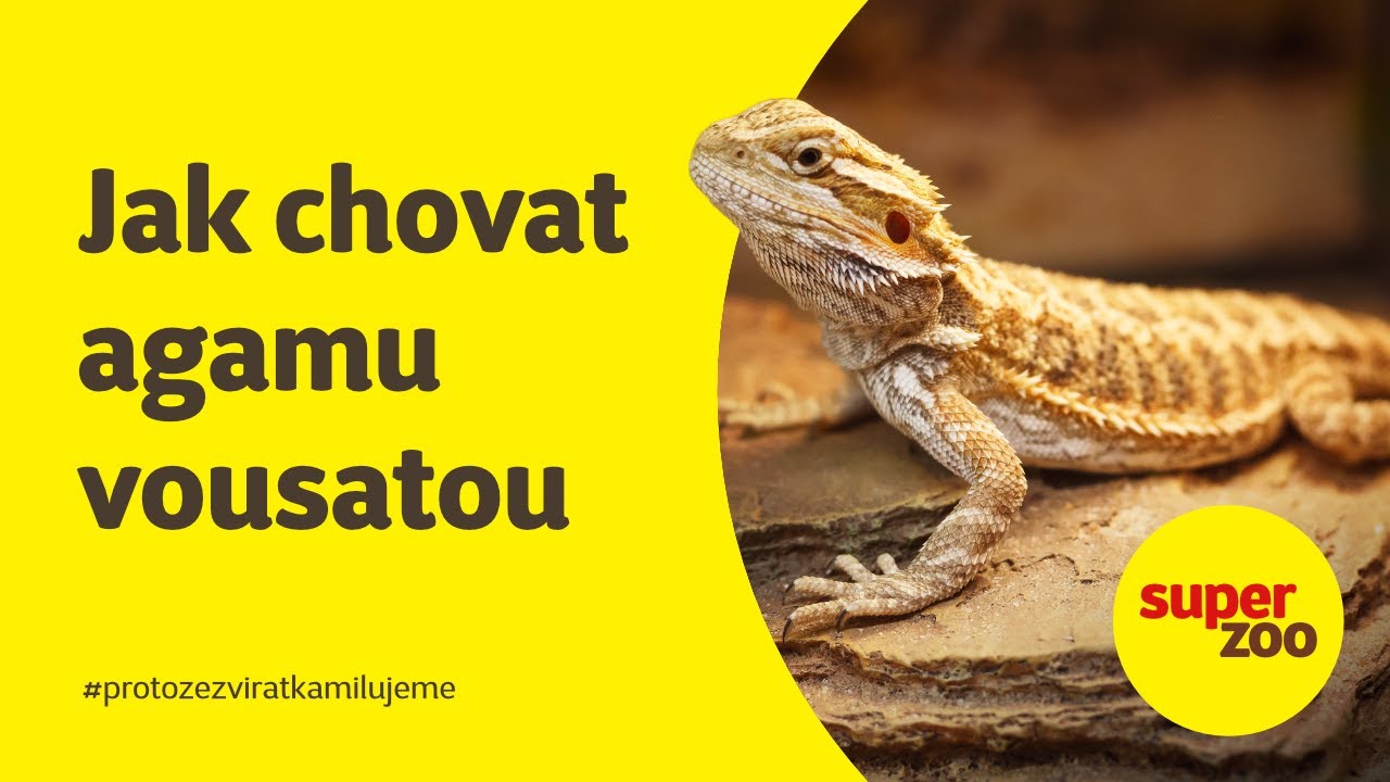 Jak chovat agamu vousatou | Super zoo
