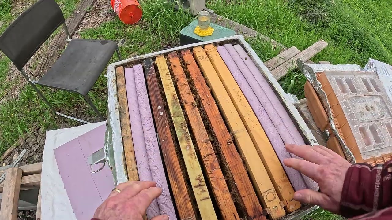 JAN 25 Lil'Hive BEE SPACE #condensinghive #beekeeper #beehive #varroa #apimaye #Bee #smallhivebeetle