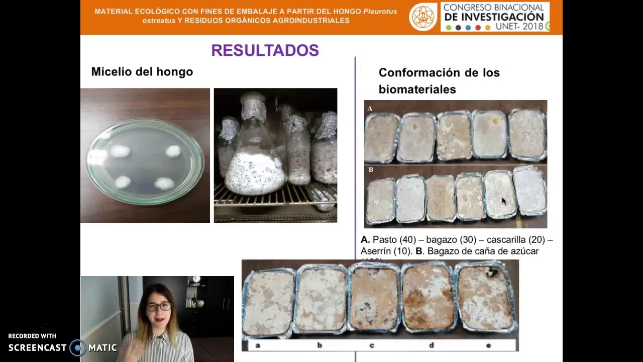 R104 Material ecológico a partir de micelio pleurotus y residuos