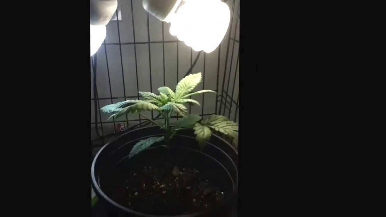 Snowcap indoor mini CFL Cannabis grow Update 2