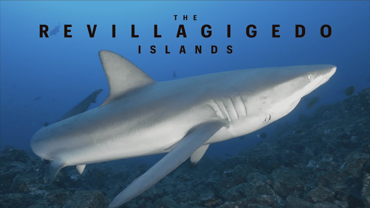 REVILLAGIGEDO | SOCORRO. The Pelagic Islands