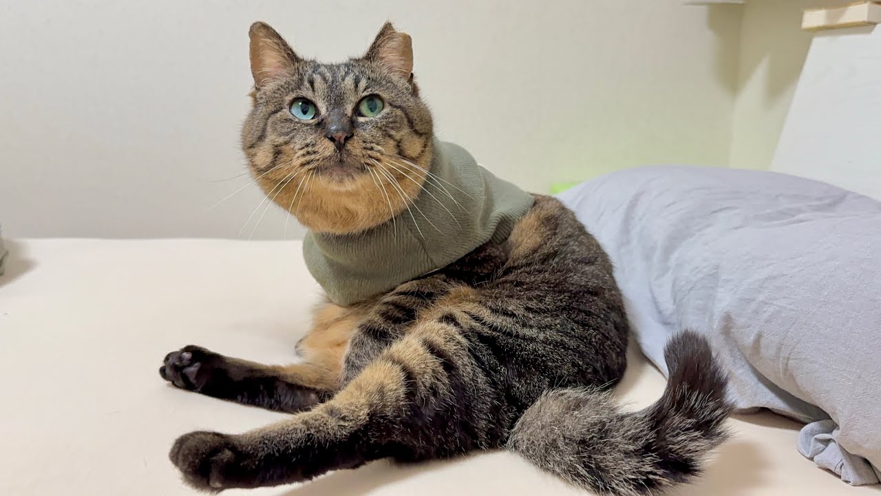 夜中に夫が突然の家出&hellip;？ベッドをひとりじめして喜ぶ猫の様子がこちら笑